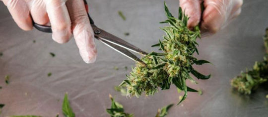 Bienfaits des fleurs de CBD de Lemon Haze